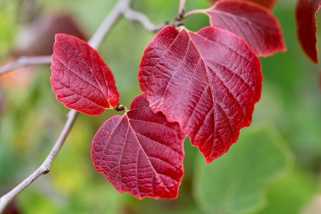 ウェルネスポイントの二重取りは本当に可能なのか？