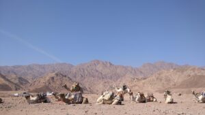 クレジットカードの海外旅行保険の使い方はどうすればいい？