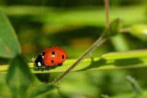 ポイント二重取りの賢い活用法とは？