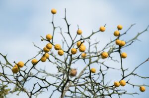 ポイ活に最適なクレカはどれですか？