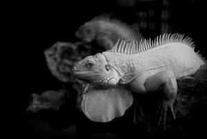 Suicaの二重取りはどうやって実現するの？